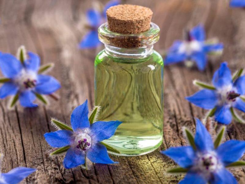 Borage-Oil.jpg